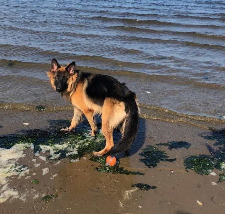 Photo of Bella