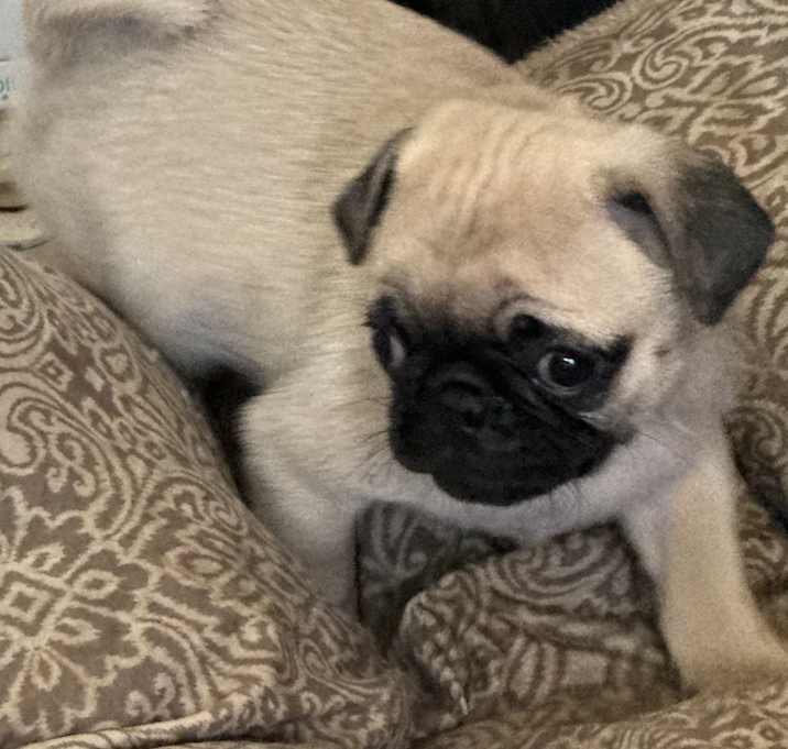 Photo of ADOPTION PENDING Hudson
