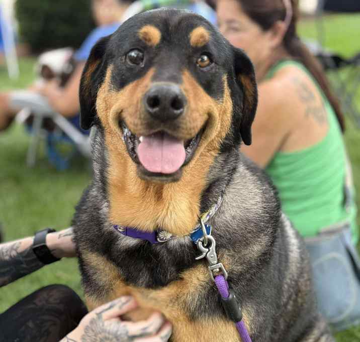 Photo of Courtesy Post- Mavis (bonded pair to Hades)