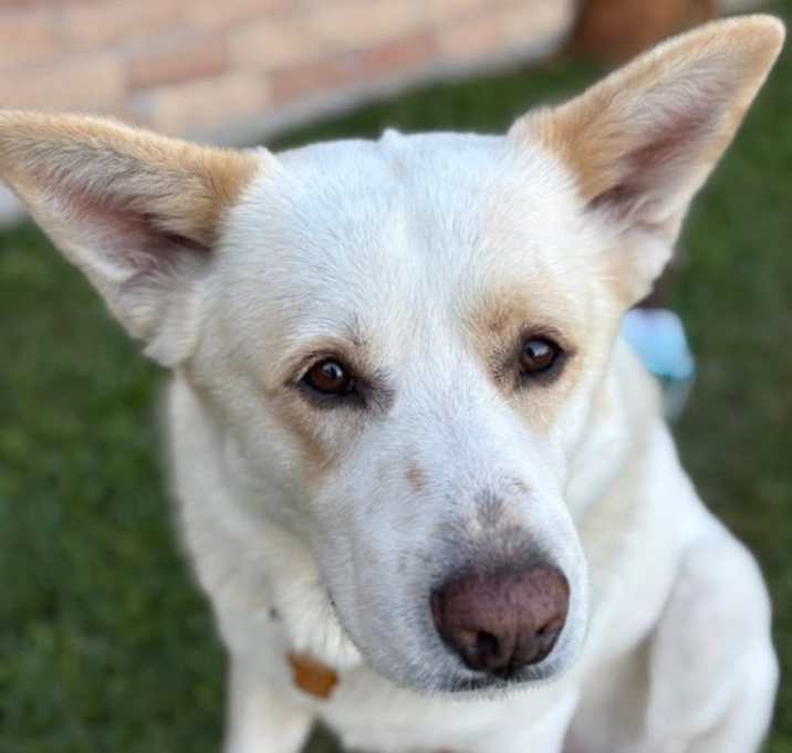 Photo of Rambo