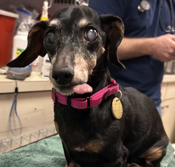 Photo of Leia- 16 years old!