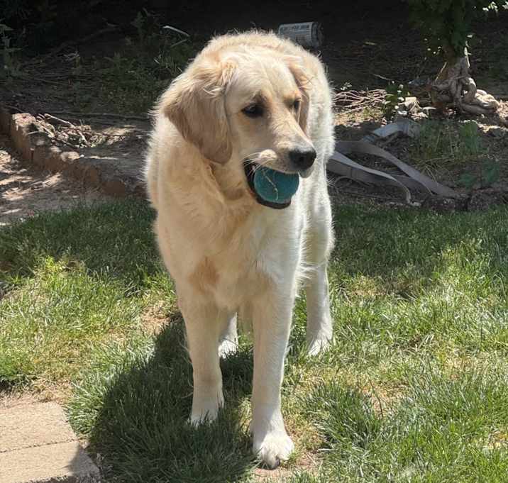 Photo of Bella