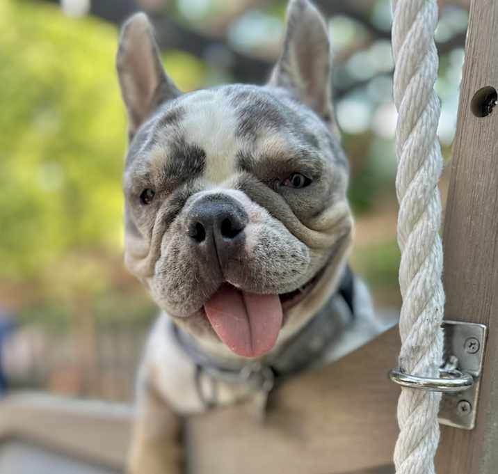 Photo of Zinnie