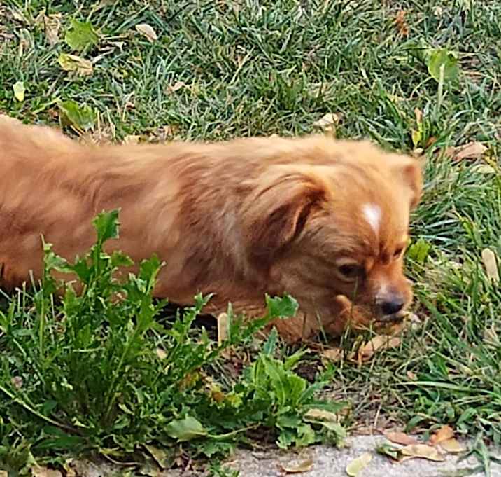 Photo of Chase
