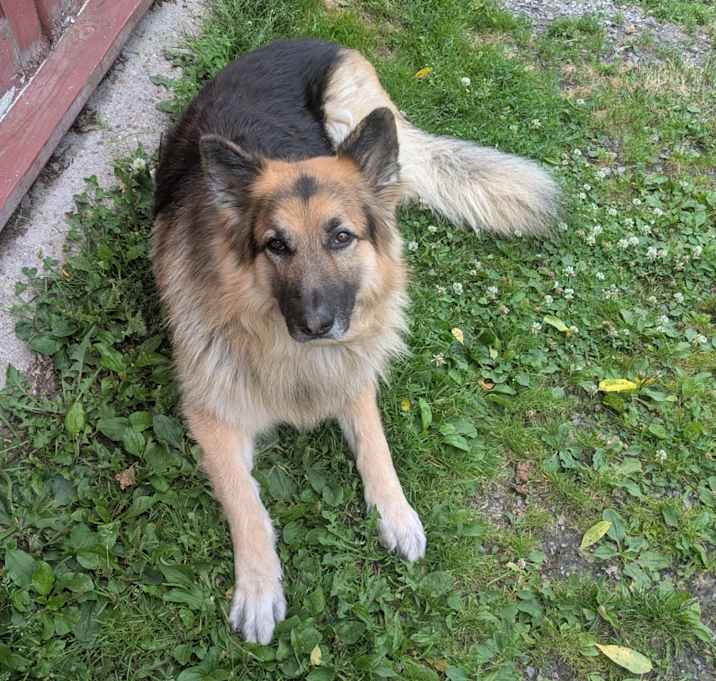 Photo of Ranger