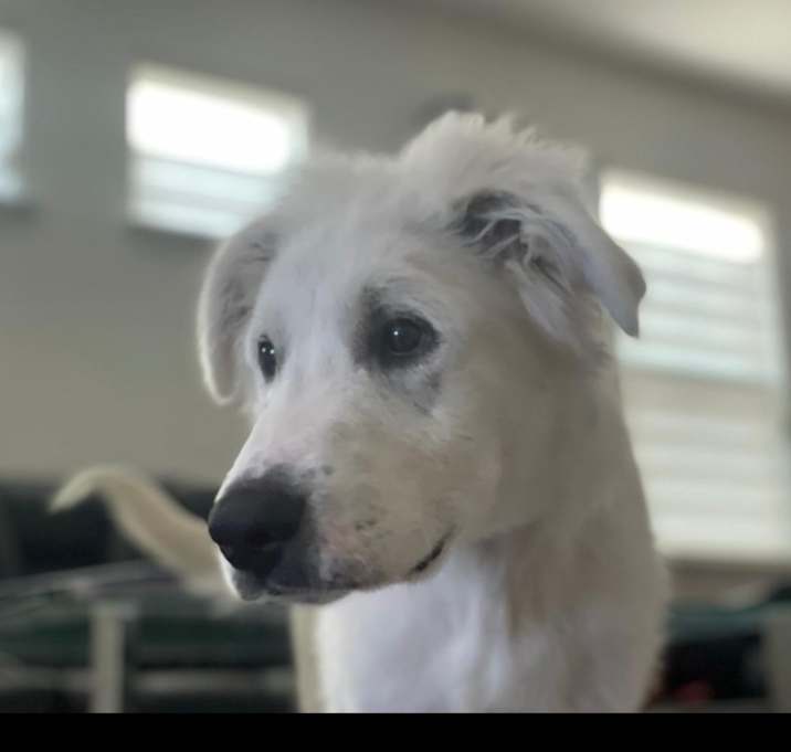 Photo of Kiwi