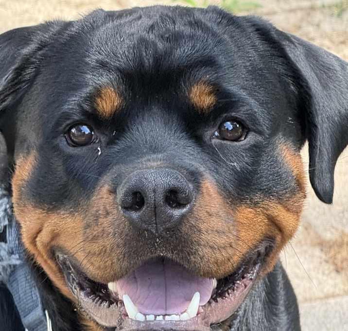 Photo of Duke