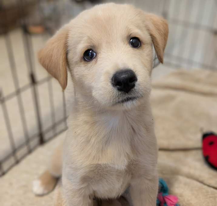 Photo of 4th of July puppies