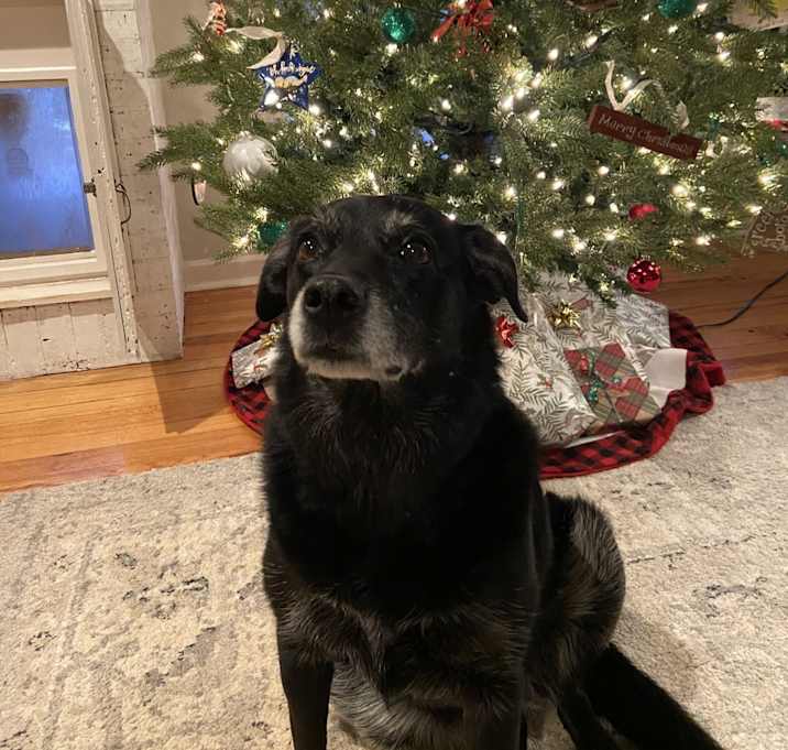 Photo of Sadie