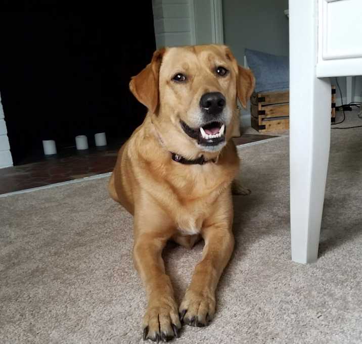 Photo of Levi
