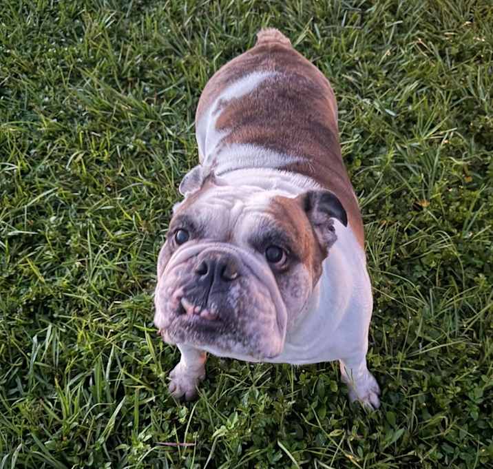 Photo of Lola