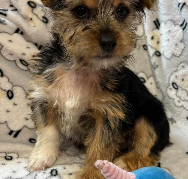 Photo of Pepper
