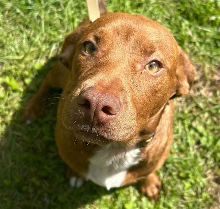 Photo of Mocha Moose