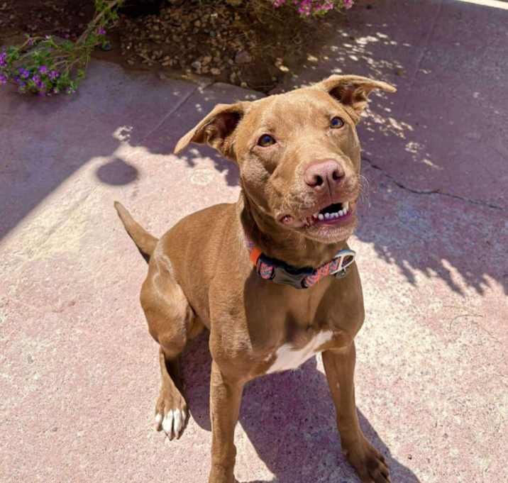 Photo of Davey - PAWS