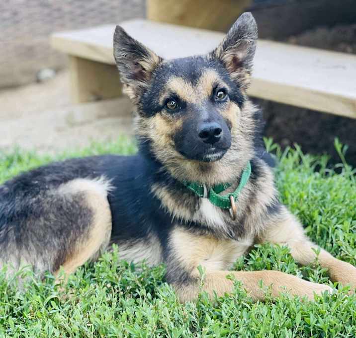 Photo of Stitch
