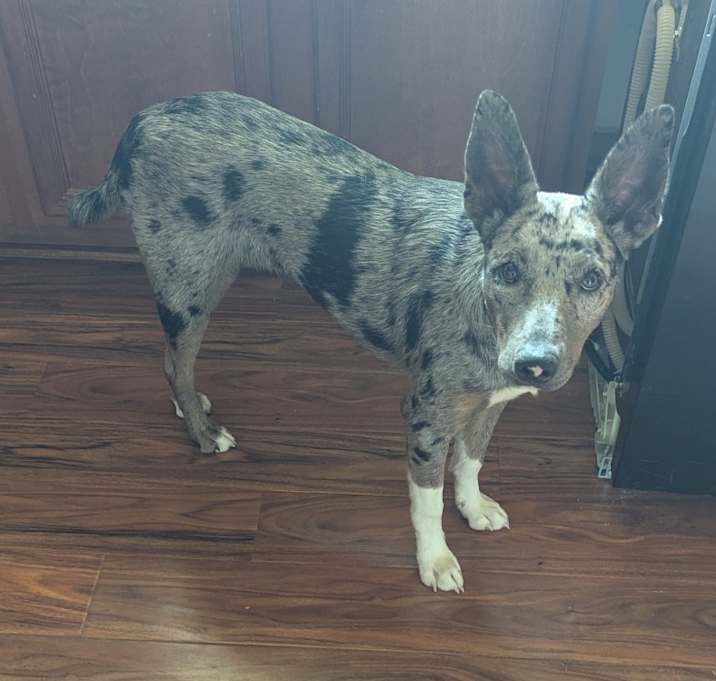 Photo of Pawsome