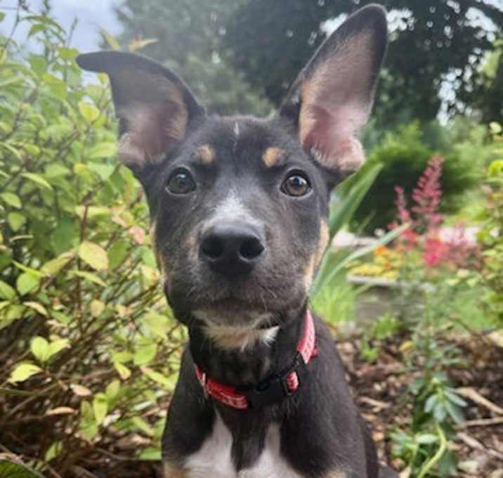 Photo of **LENNY**