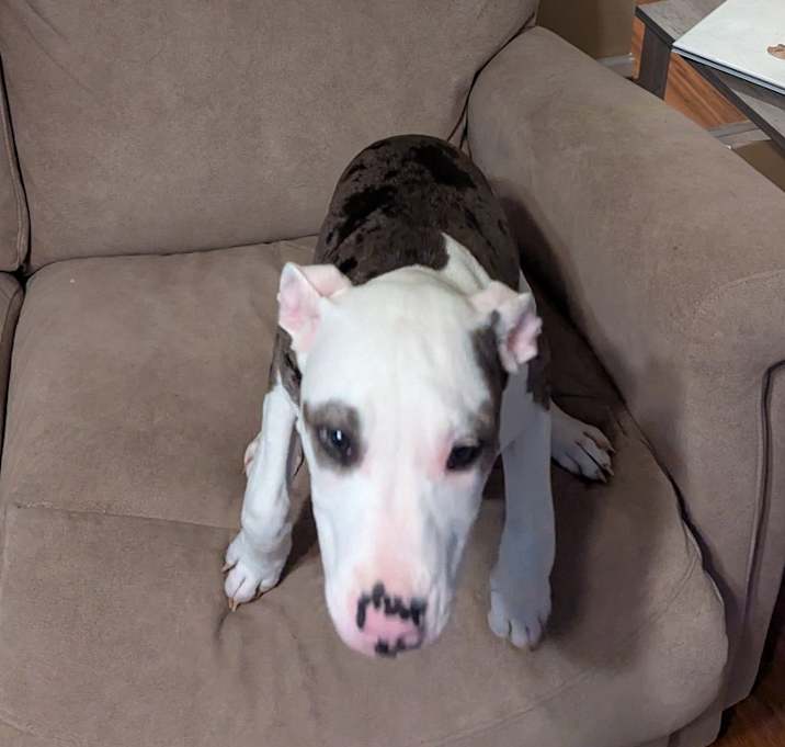 Photo of Luna