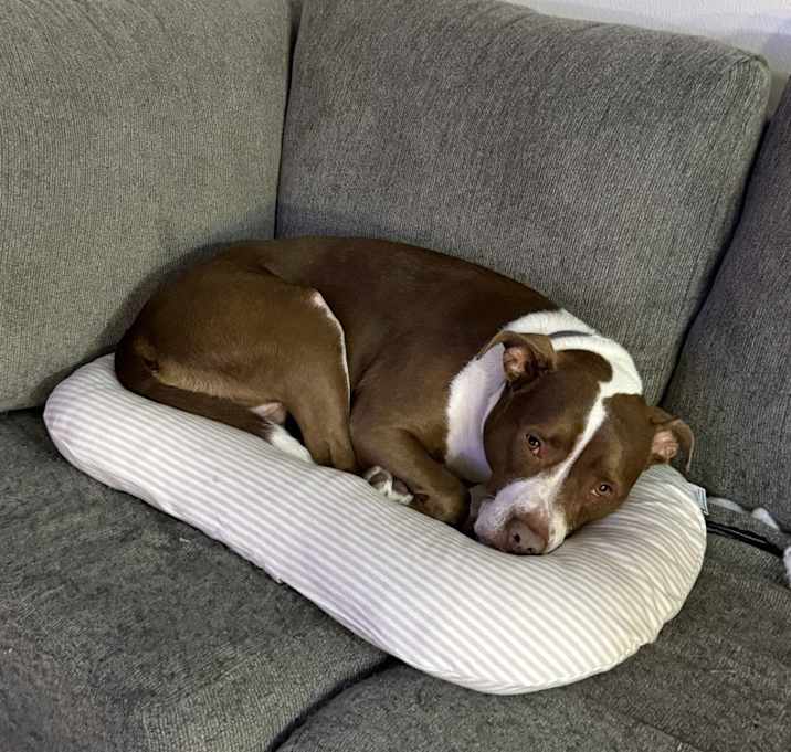 Photo of Willow