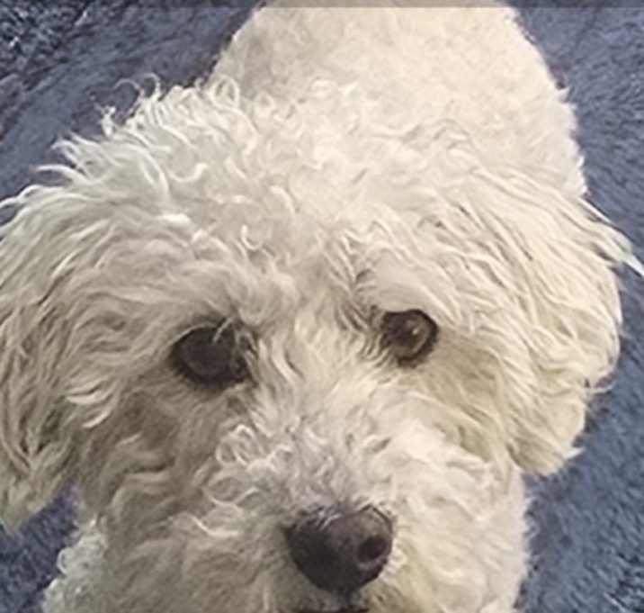 Photo of SNOWBALL