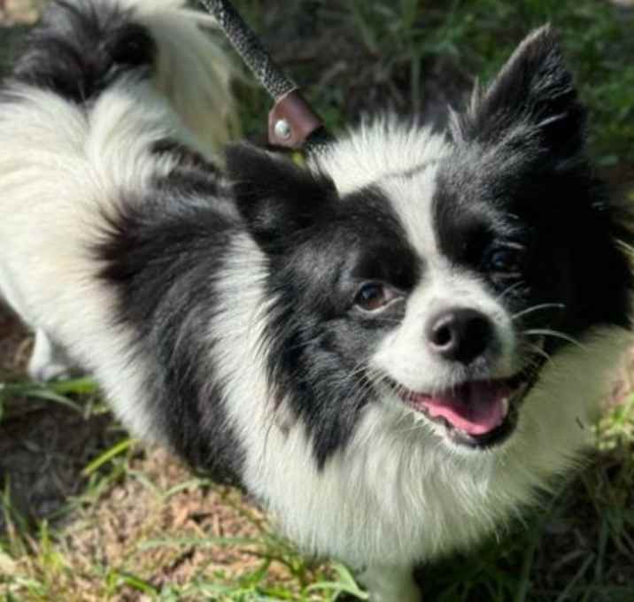 Photo of Oreo