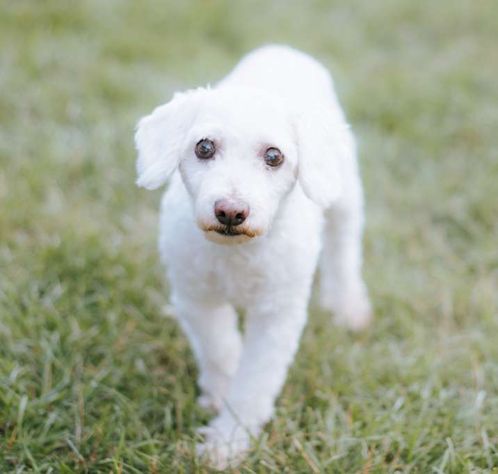 Photo of Mutt Damon