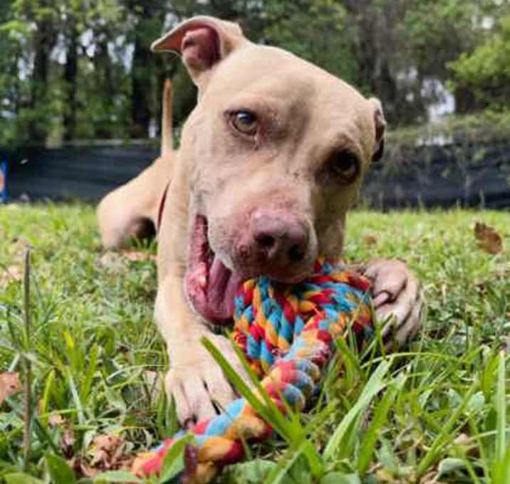 Photo of Honey