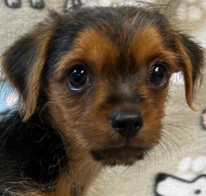 Photo of Spinner