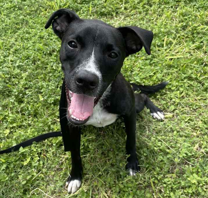 Photo of Lucky