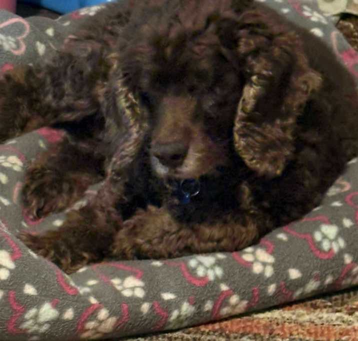 Photo of Frankie