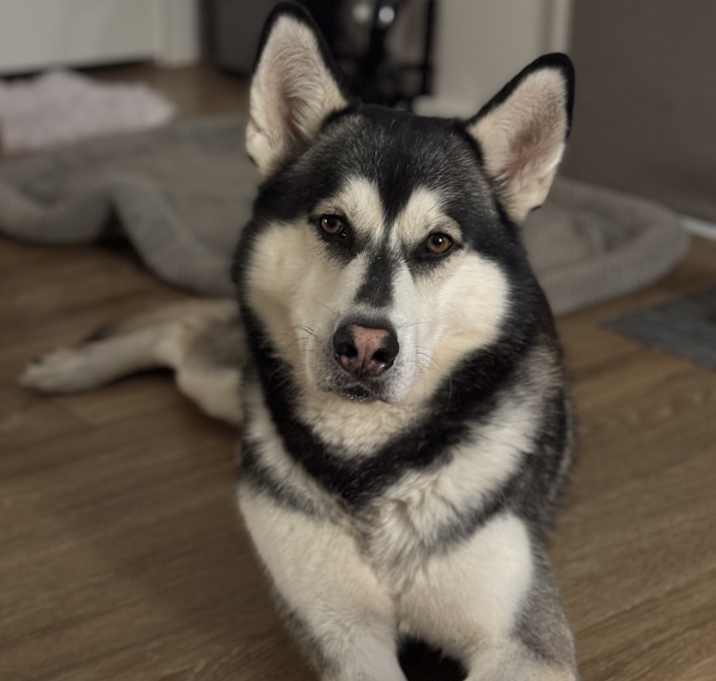 Photo of Bash