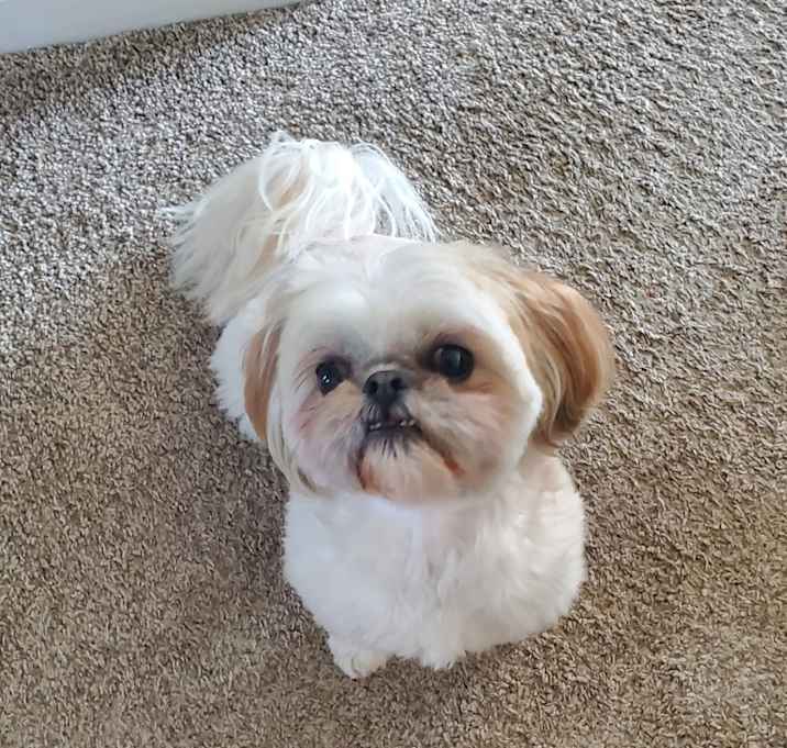 Photo of Stella