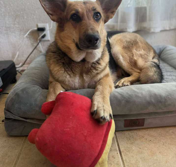 Photo of Brownie