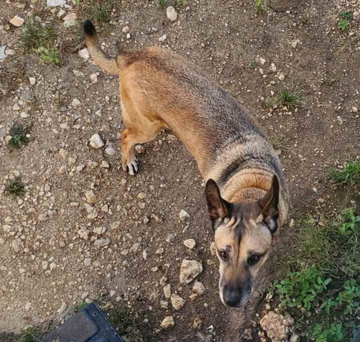 Photo of Tigger