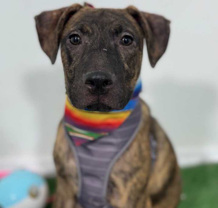 Photo of Enzo