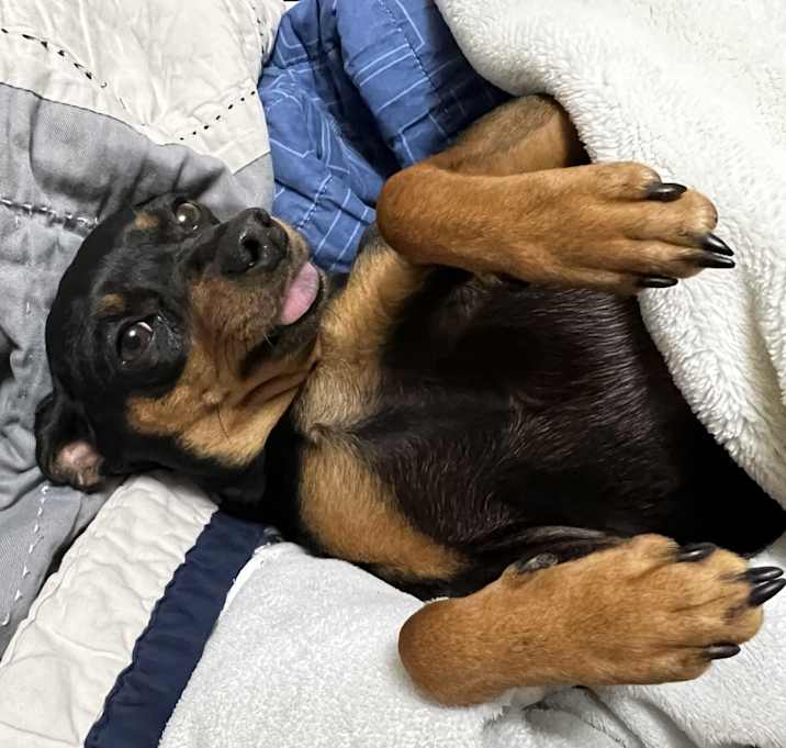Photo of Luna