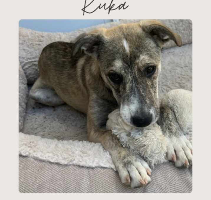 Photo of KUKA