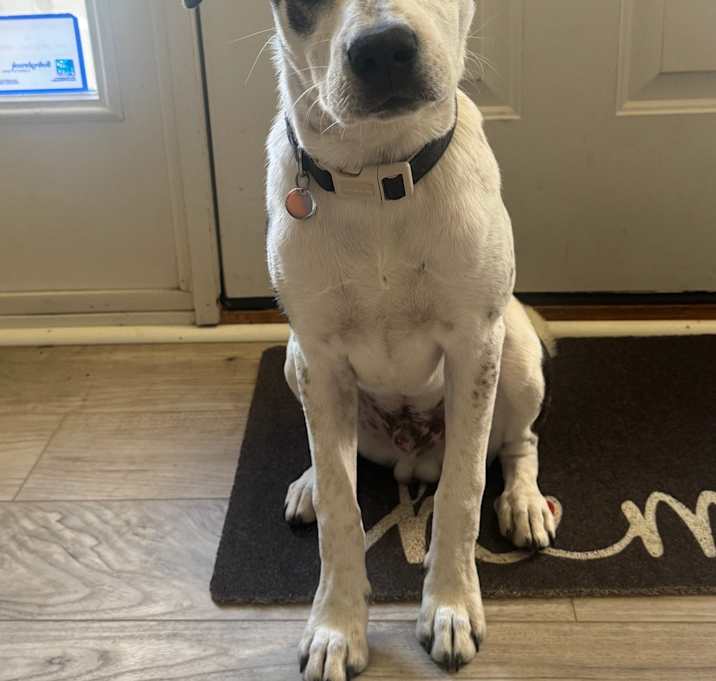 Photo of Chestnut