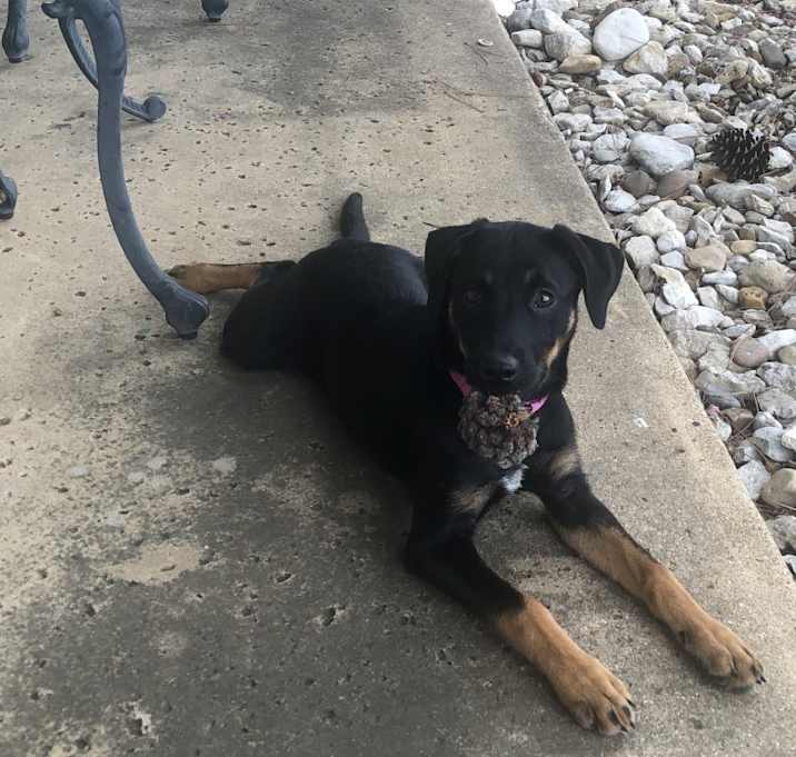 Photo of Shelby