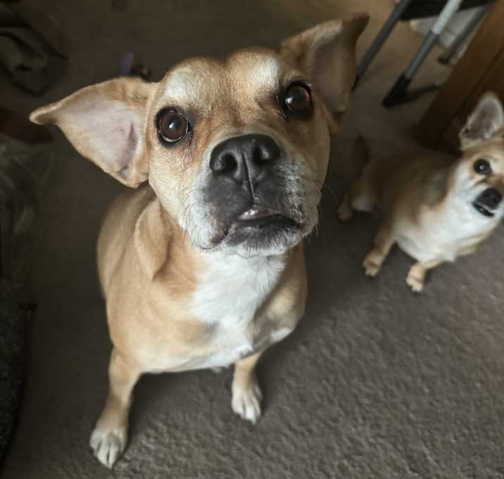 Photo of Cookie