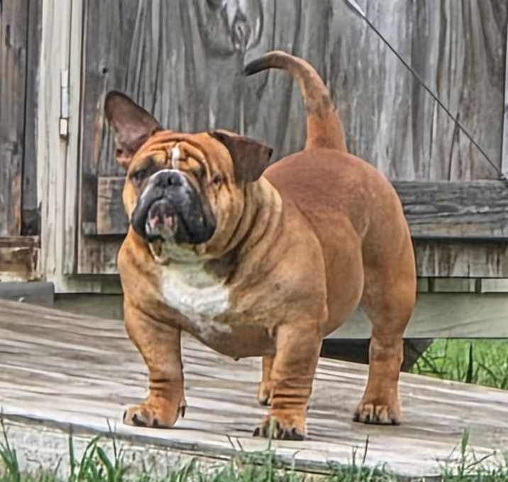 Photo of Beau