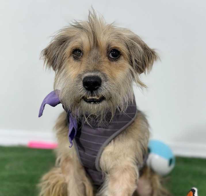 Photo of Oso