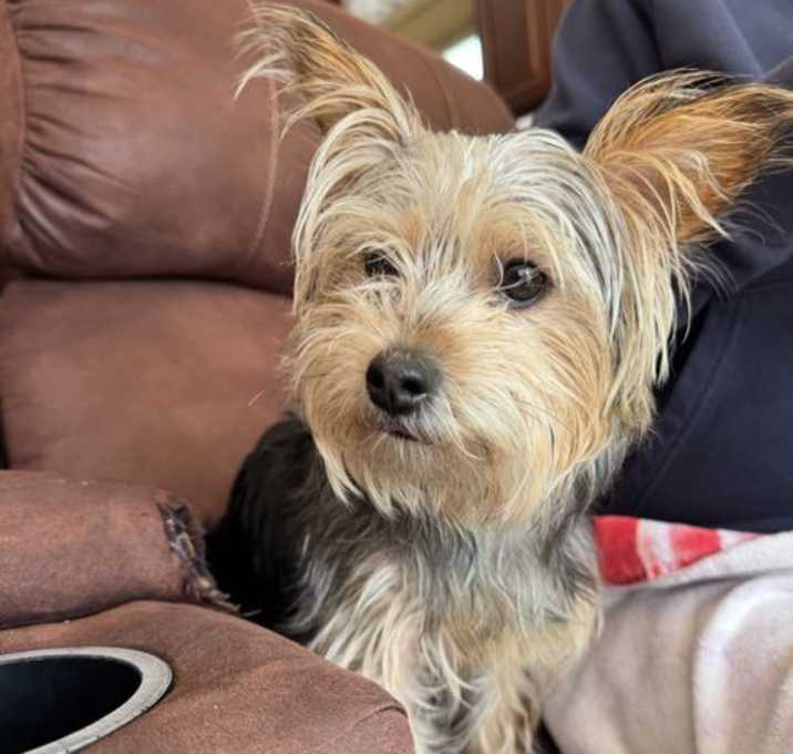 Photo of Layla - ADOPTION IN PROCESS