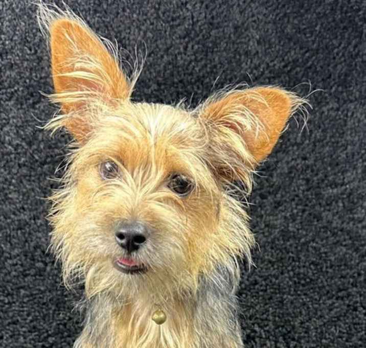 Photo of Logan - ADOPTION IN PROCESS