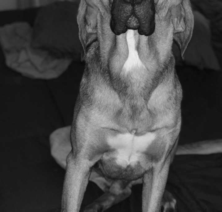 Photo of Roscoe