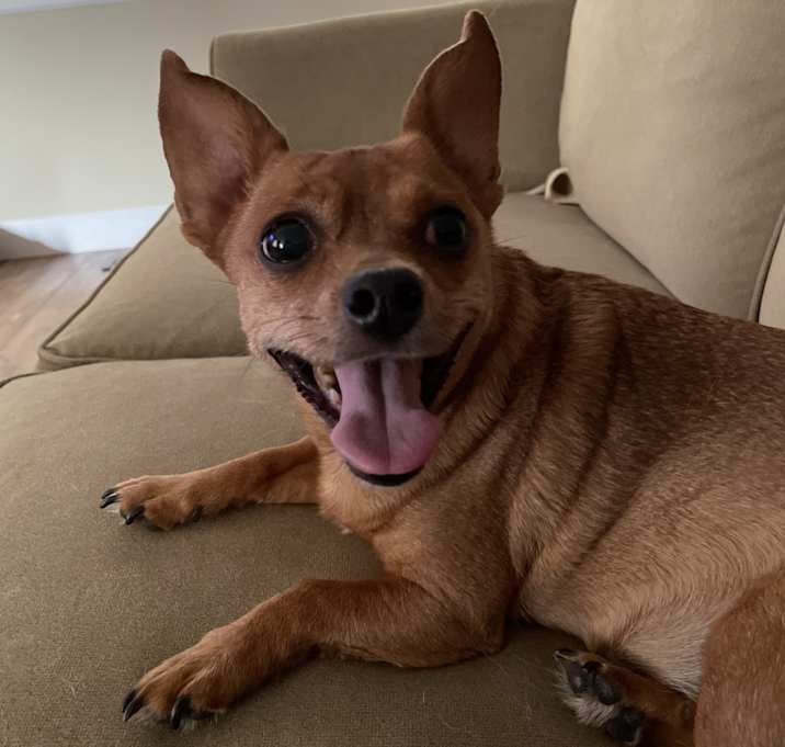 Photo of Bailey