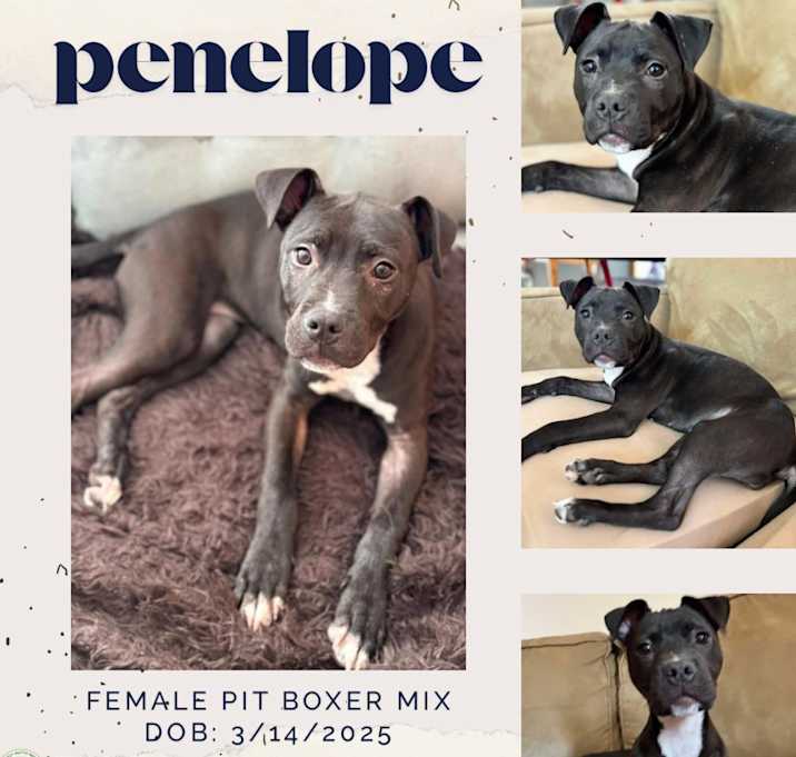 Photo of Penelope