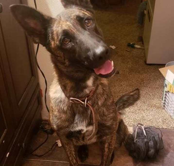 Photo of Duchess - located in Illinois