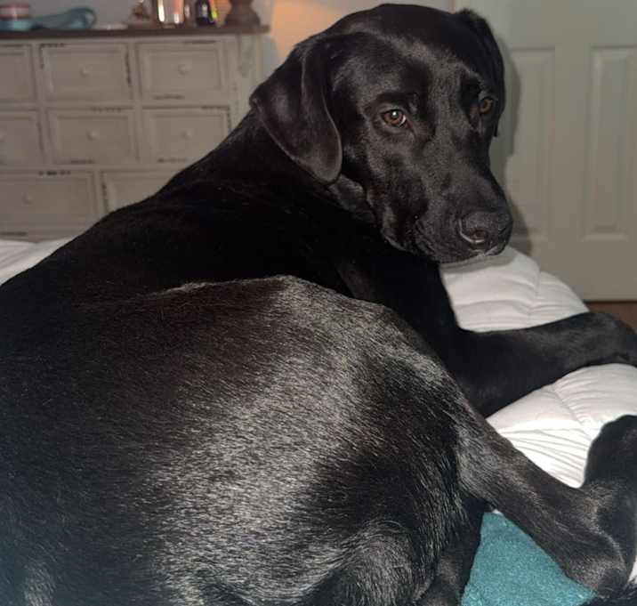Photo of Archie