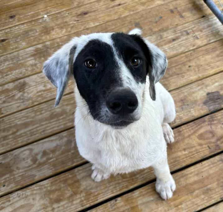 Photo of Banjo